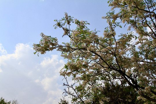 藍(lán)天白云樹枝