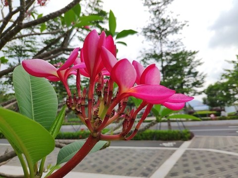 紅雞蛋花