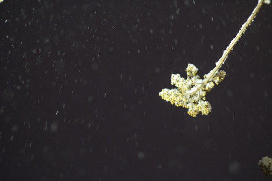 下雪