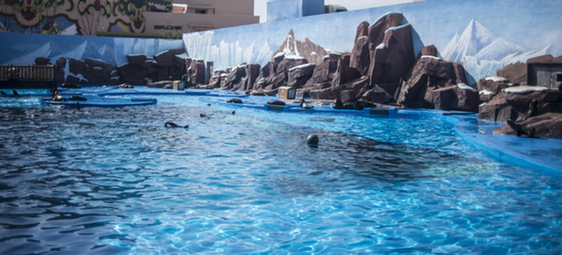 水族館的海豹們游泳