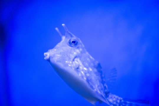 鲀魚
