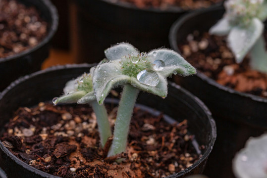 觀賞植物斷崖女王