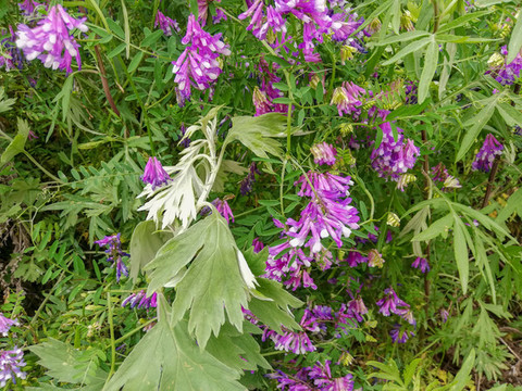 蚊子花