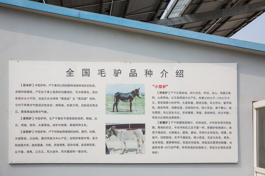 毛驢品種介紹