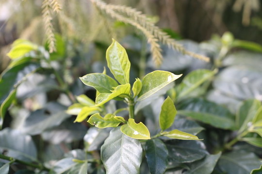 咖啡豆嫩芽