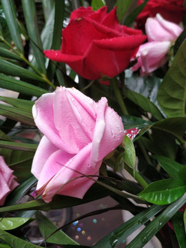 玫瑰花