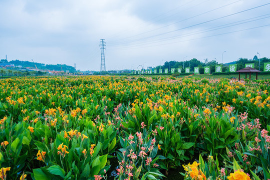 南寧那考河濕地公園美人蕉花海