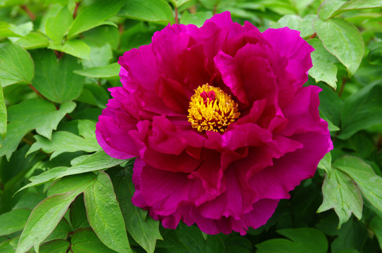 牡丹花開(kāi)之大棕紫