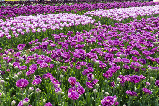 郁金香花卉