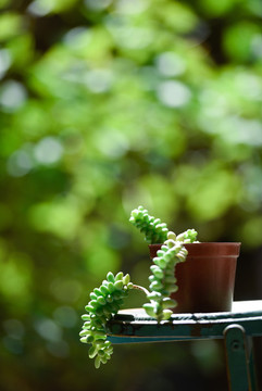 綠色植物
