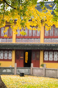 寺廟秋景