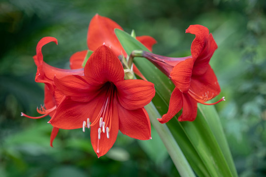 朱頂紅