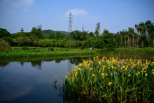 陽(yáng)光花朵池塘