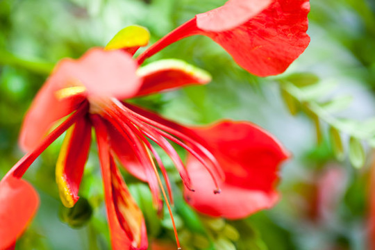 紅色鳳凰花特寫(xiě)