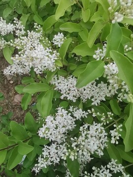 白色滿天星小花