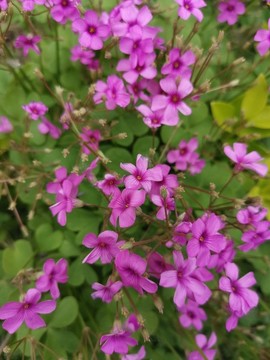 粉色雜醬草小花