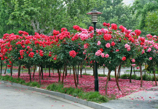 月季花瓣似紅地毯