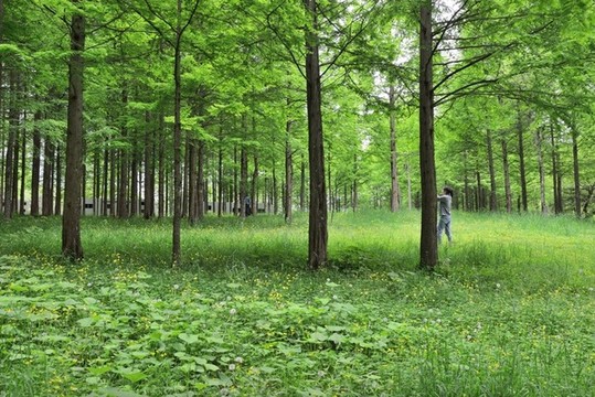美麗樹林