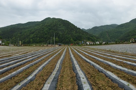 美麗田園