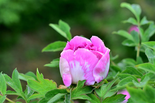 牡丹花