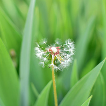 蒲公英