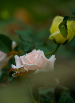 月季花