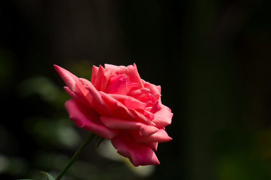 月季花