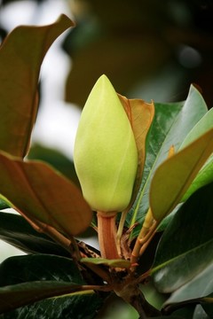 廣玉蘭花
