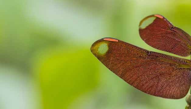 紅蜻蜓