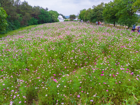 湖北武漢木蘭草原風(fēng)景區(qū)初夏風(fēng)光