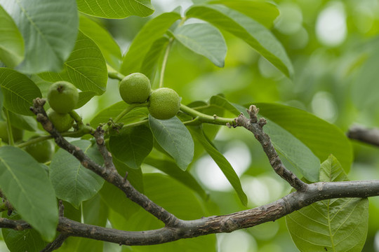 核桃綠果