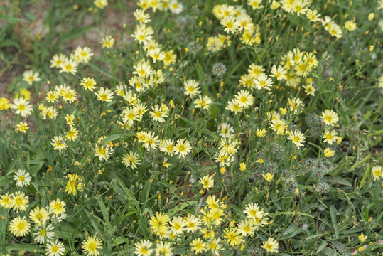 野花黃花苦菜花