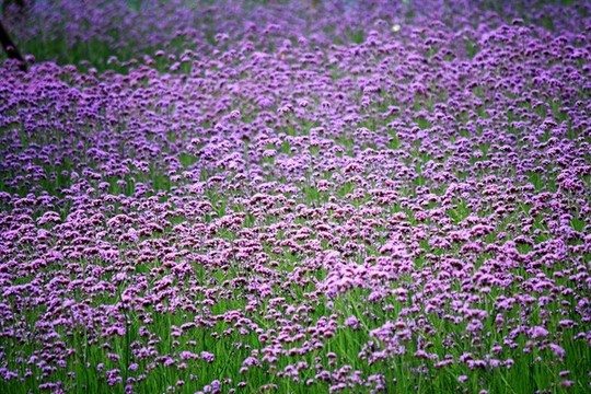 馬鞭草花