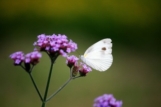 蝶戀花