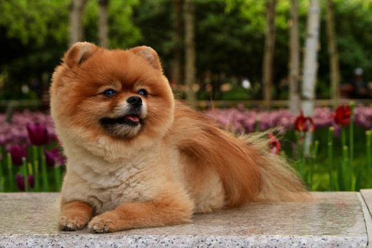狗