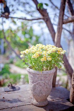雛菊