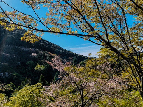 藍(lán)天樹木