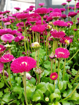 雛菊