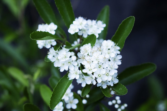 白花