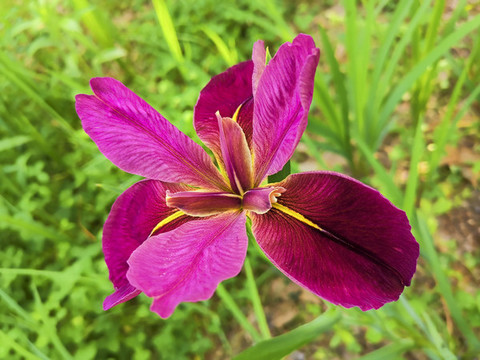 玉蟬花