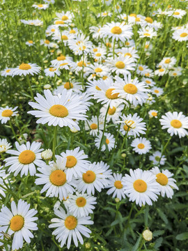 大濱菊