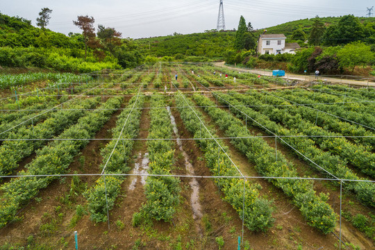藍(lán)莓園航拍
