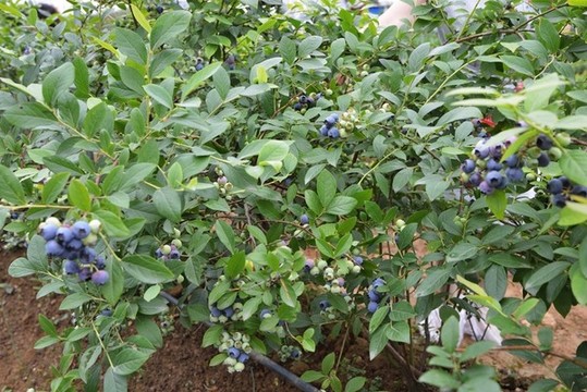 藍(lán)莓園