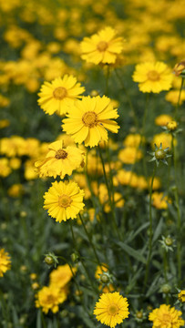 金雞菊向陽(yáng)花葵花