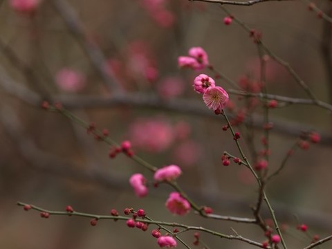梅韻