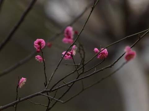 梅韻