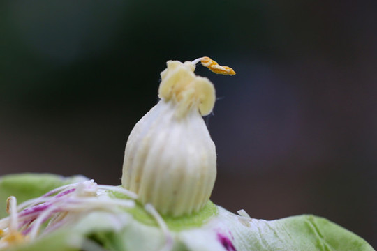 花蕊