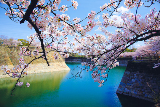 櫻花