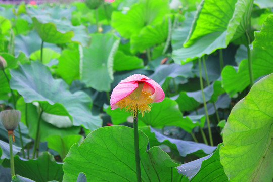 荷花