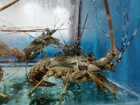 龍蝦